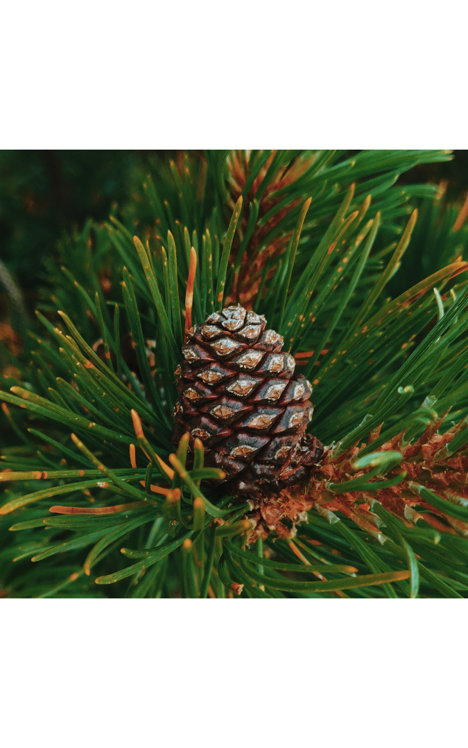 Pine cone on a branch with pine needles.