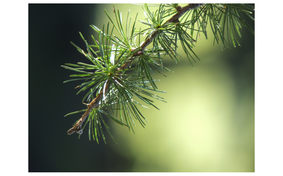 Branch with pine needles.