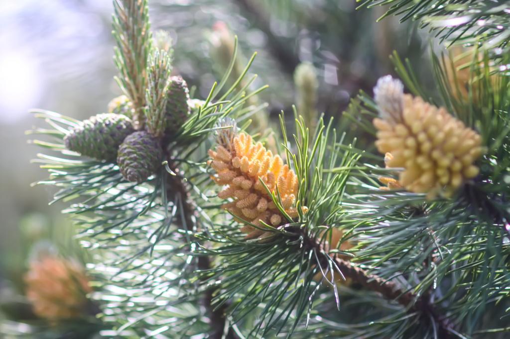 Image of pine tree with yellowish clusters of pine pollen.