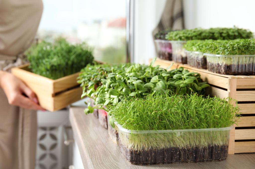 Person placing a variety of microgreens on a counter top.