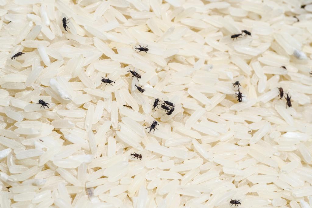 Zoomed in photo if rice weevil infestation. 