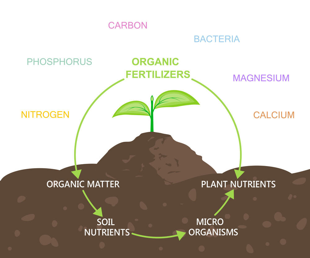 Diagram of nutrients in organic soil.