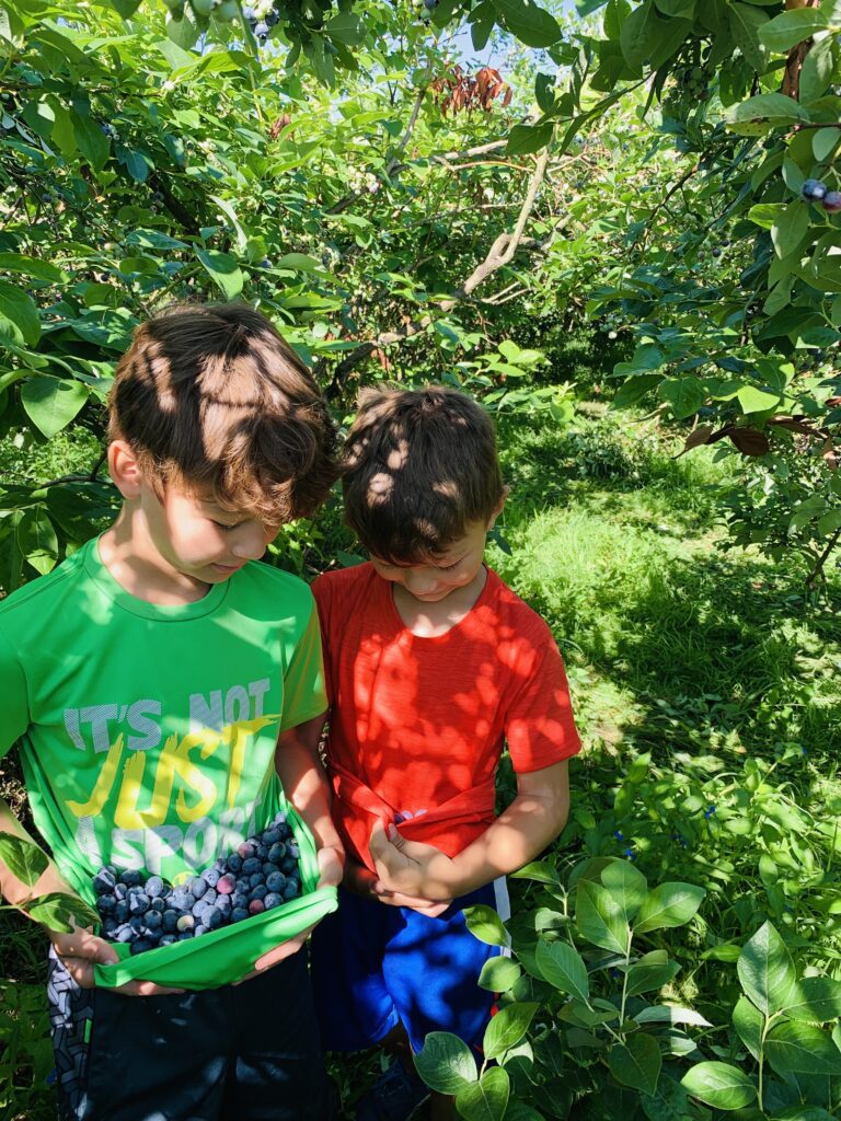Two boys filling their shirts with fresh blueberries they picked.