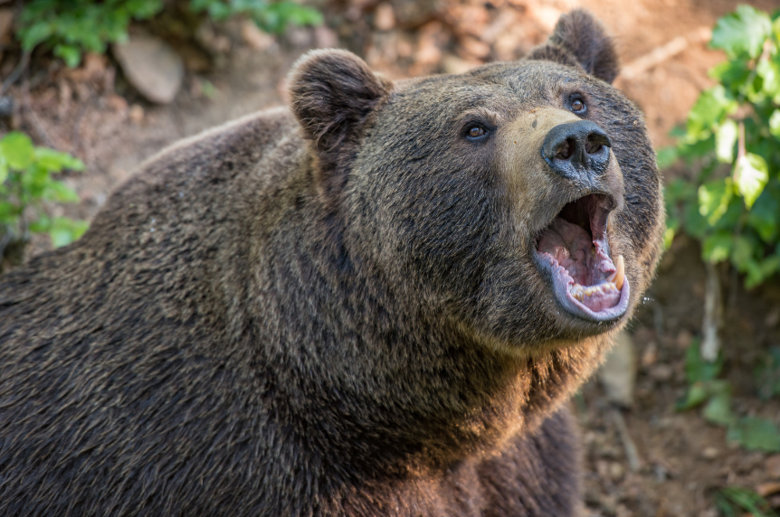 Photo of a bear growling.