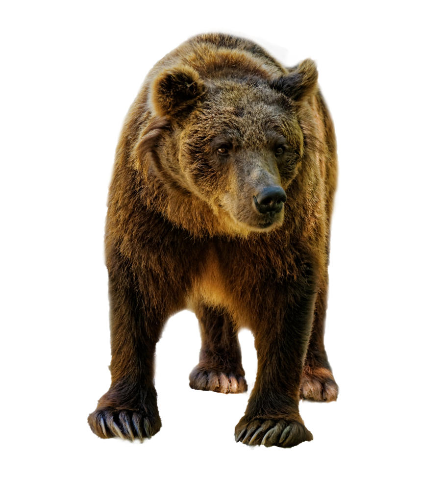 Photo of a large bear