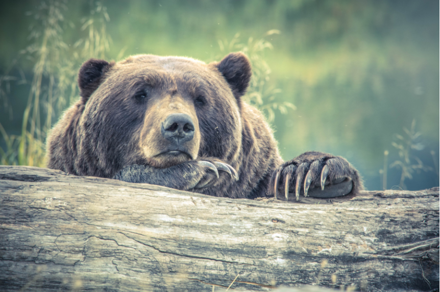 Bear resting its head on a log.