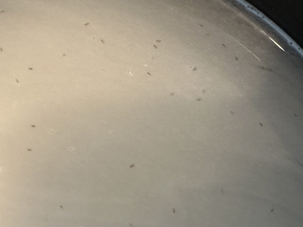Image of rice weevils floating on the top of water while trying to rinse the rice .