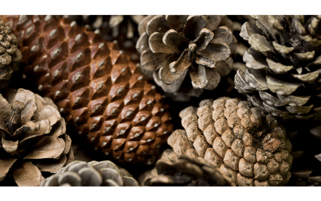 Can You Eat Pine Cones For Survival?