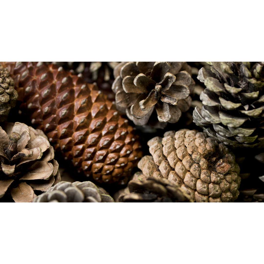 A variety of pine cones.
