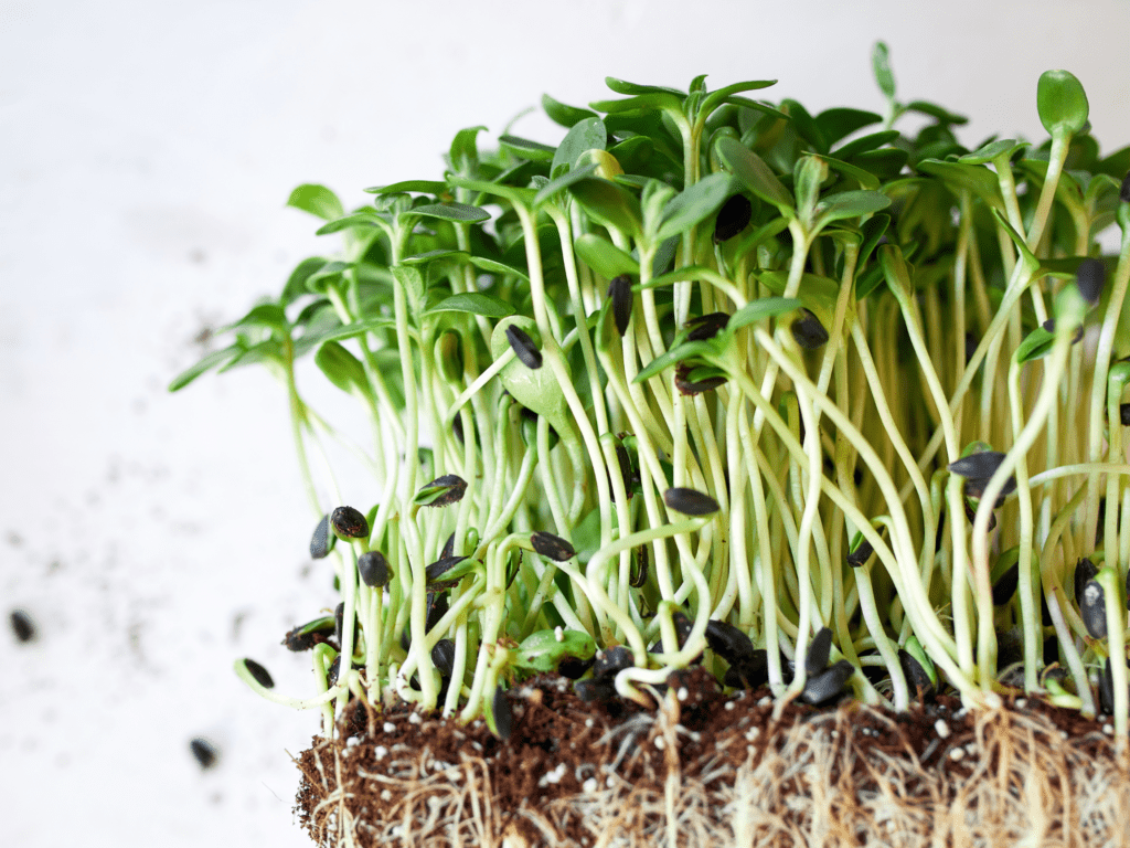 Photo of microgreens growing in soil.