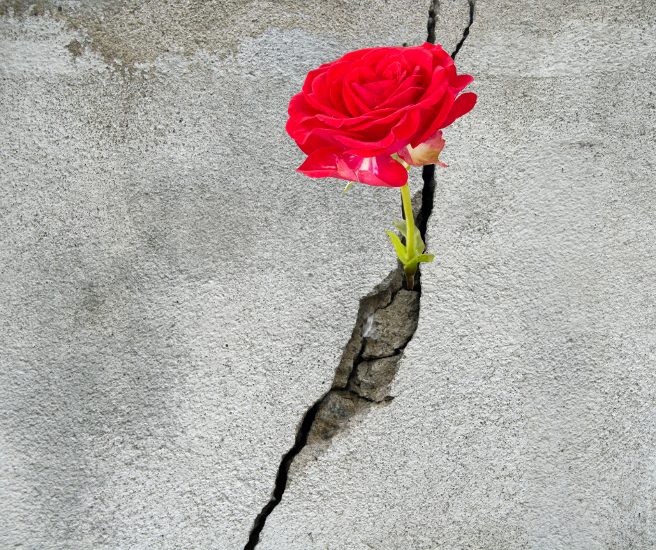 Photo of a rose growing in a crack in the cement encouraging us that beautiful things can happen in the least expected places.